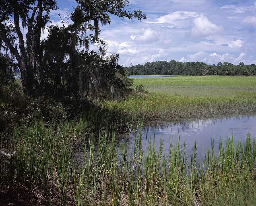 Salt marsh and live oaks at Pinckney Island National Wildlife Refuge