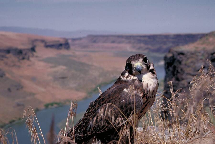 A prairie falcon perched above the Snake River canyon