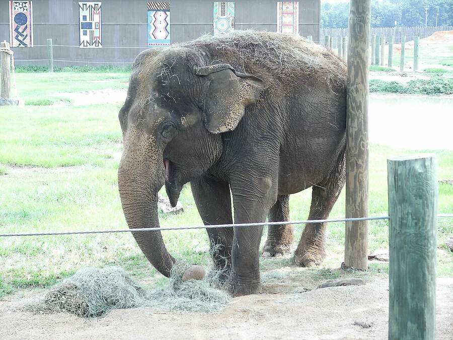 An elephant in its habitat at Wild Adventures Theme Park near Valdosta, Georgia
